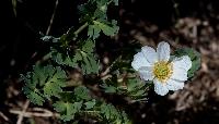 Callianthemum coriandrifolium